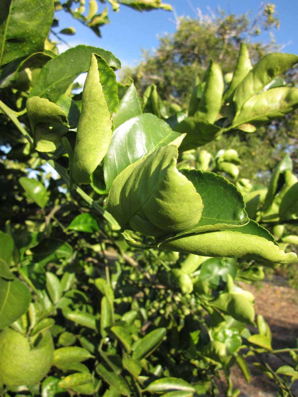            Sun leaves (Winter Haven, FL)   